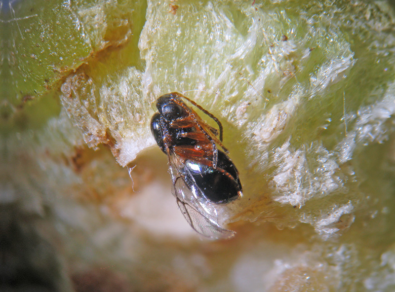 Dryocosmus kuriphilus